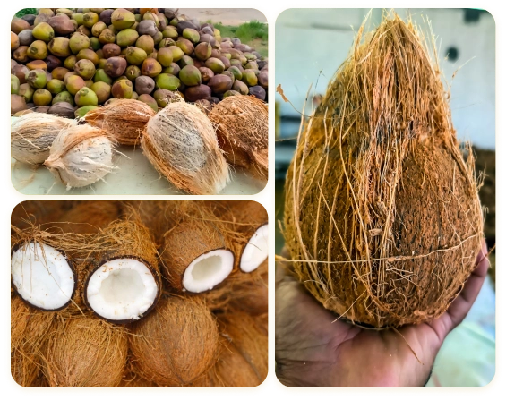 In-House Grading Coconut