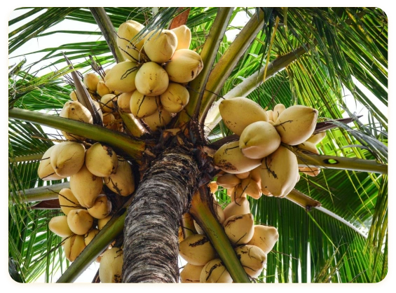 Coconut Harvesting