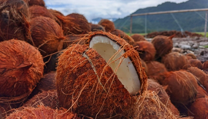 Coconut Trusted and Buyer
